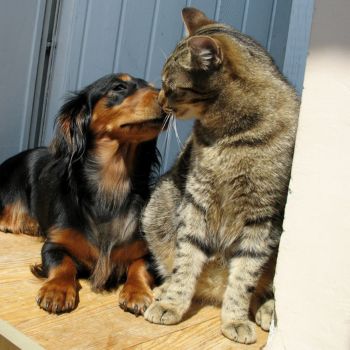 cat and dachshund